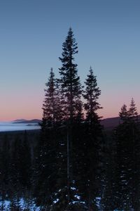 Preview wallpaper trees, dawn, landscape, nature, snow