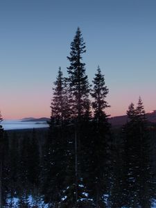 Preview wallpaper trees, dawn, landscape, nature, snow