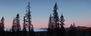 Preview wallpaper trees, dawn, landscape, nature, snow