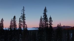 Preview wallpaper trees, dawn, landscape, nature, snow
