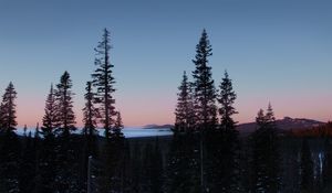 Preview wallpaper trees, dawn, landscape, nature, snow