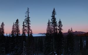 Preview wallpaper trees, dawn, landscape, nature, snow