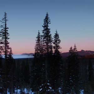 Preview wallpaper trees, dawn, landscape, nature, snow
