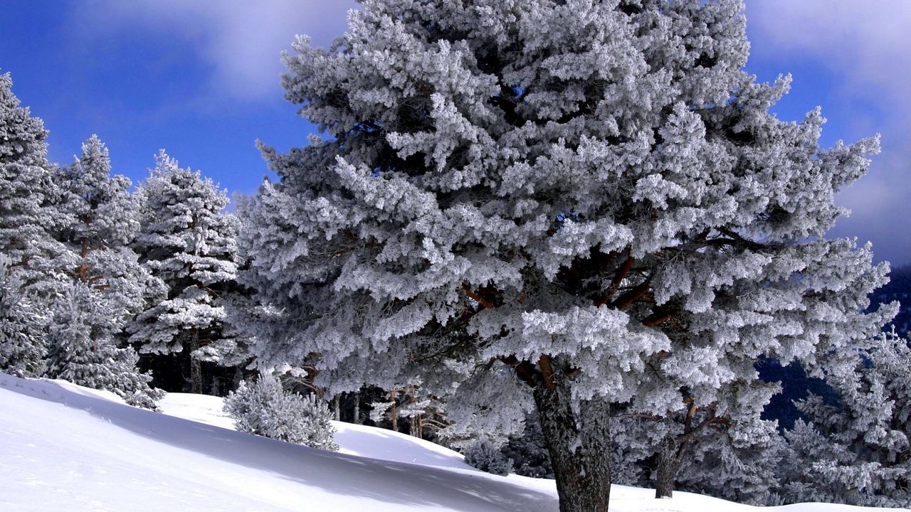 Wallpaper trees, descent, slope, snow