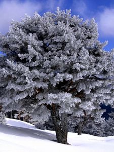 Preview wallpaper trees, descent, slope, snow