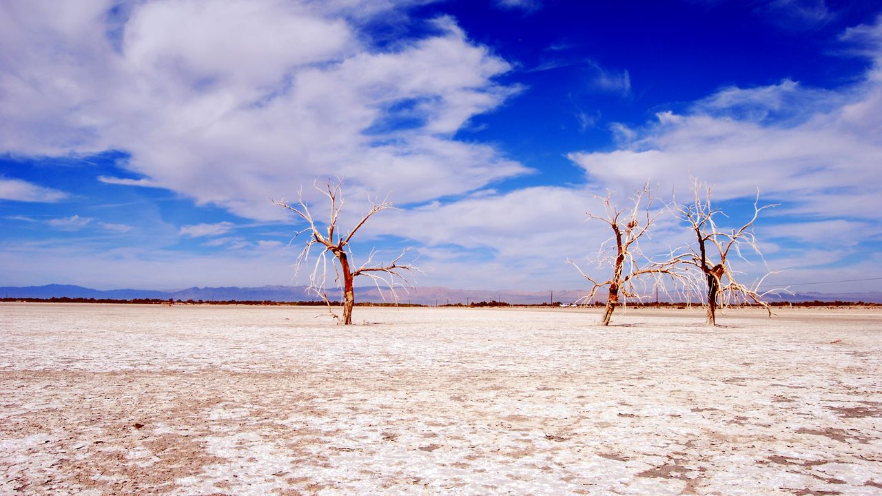 Wallpaper trees, desert, branches, sky, clouds, dry lake