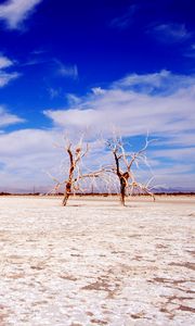 Preview wallpaper trees, desert, branches, sky, clouds, dry lake