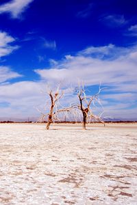 Preview wallpaper trees, desert, branches, sky, clouds, dry lake