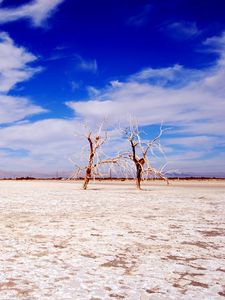 Preview wallpaper trees, desert, branches, sky, clouds, dry lake