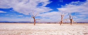 Preview wallpaper trees, desert, branches, sky, clouds, dry lake