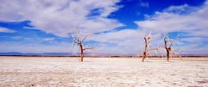 Preview wallpaper trees, desert, branches, sky, clouds, dry lake