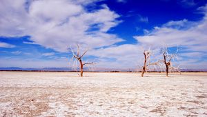 Preview wallpaper trees, desert, branches, sky, clouds, dry lake