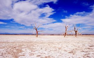 Preview wallpaper trees, desert, branches, sky, clouds, dry lake