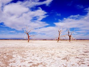 Preview wallpaper trees, desert, branches, sky, clouds, dry lake