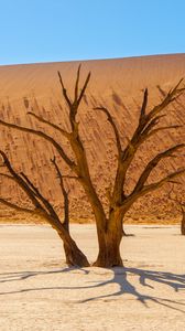 Preview wallpaper trees, desert, dry, landscape
