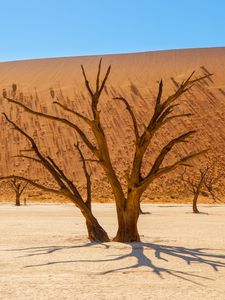 Preview wallpaper trees, desert, dry, landscape