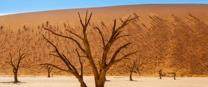 Preview wallpaper trees, desert, dry, landscape