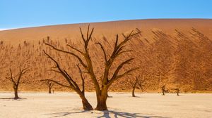 Preview wallpaper trees, desert, dry, landscape