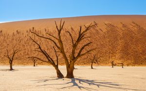 Preview wallpaper trees, desert, dry, landscape