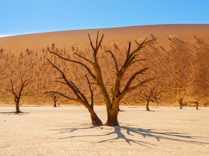 Preview wallpaper trees, desert, dry, landscape