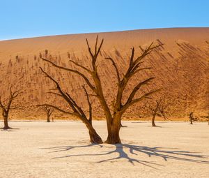 Preview wallpaper trees, desert, dry, landscape