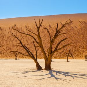 Preview wallpaper trees, desert, dry, landscape