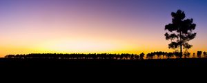 Preview wallpaper trees, evening, decline, horizon, number, outlines