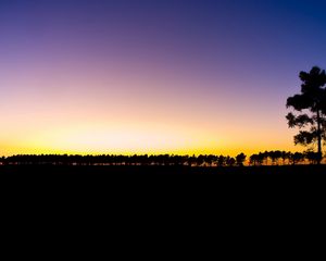 Preview wallpaper trees, evening, decline, horizon, number, outlines