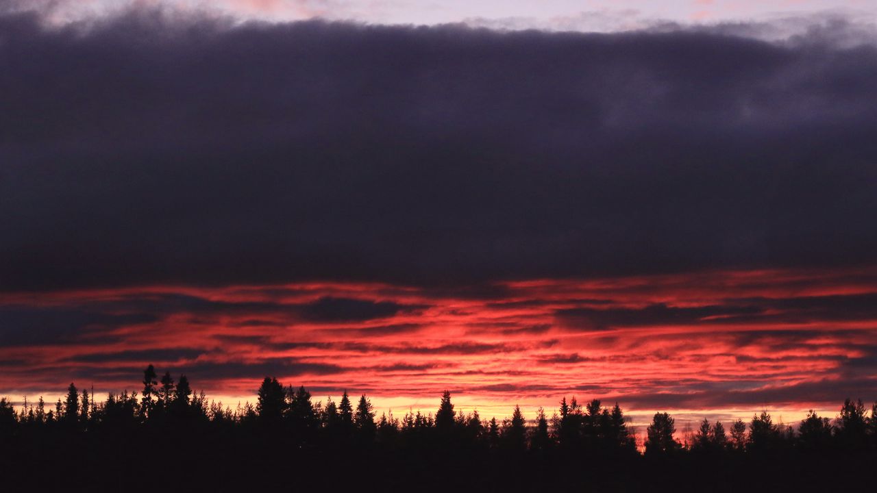 Wallpaper trees, evening, silhouettes, dark, nature