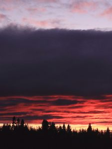 Preview wallpaper trees, evening, silhouettes, dark, nature