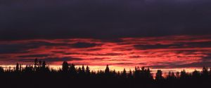 Preview wallpaper trees, evening, silhouettes, dark, nature