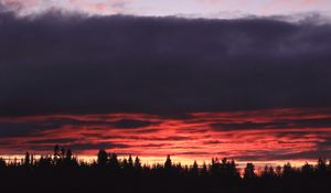 Preview wallpaper trees, evening, silhouettes, dark, nature