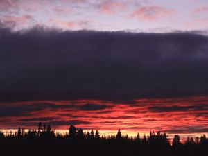 Preview wallpaper trees, evening, silhouettes, dark, nature