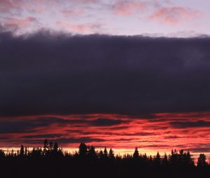 Preview wallpaper trees, evening, silhouettes, dark, nature