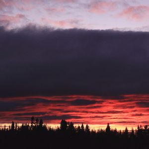 Preview wallpaper trees, evening, silhouettes, dark, nature