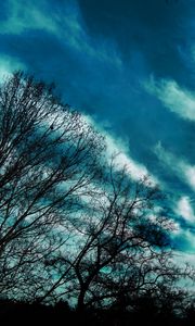 Preview wallpaper trees, evening, sky, clouds