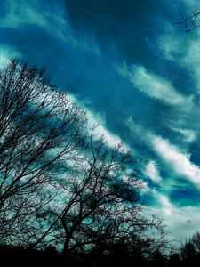 Preview wallpaper trees, evening, sky, clouds