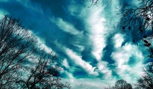 Preview wallpaper trees, evening, sky, clouds