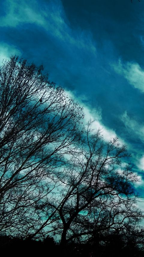 480x854 Wallpaper trees, evening, sky, clouds