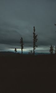 Preview wallpaper trees, evening, sky, horizon