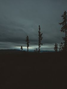 Preview wallpaper trees, evening, sky, horizon