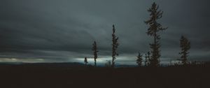 Preview wallpaper trees, evening, sky, horizon