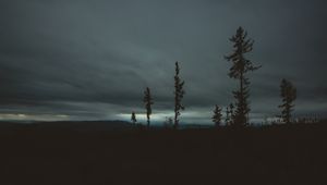 Preview wallpaper trees, evening, sky, horizon