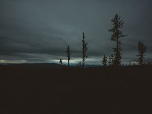 Preview wallpaper trees, evening, sky, horizon