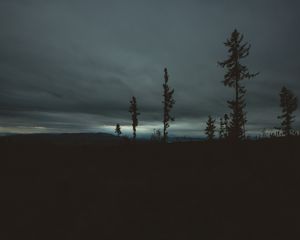 Preview wallpaper trees, evening, sky, horizon