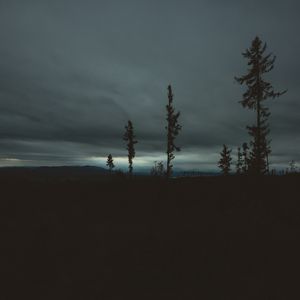 Preview wallpaper trees, evening, sky, horizon