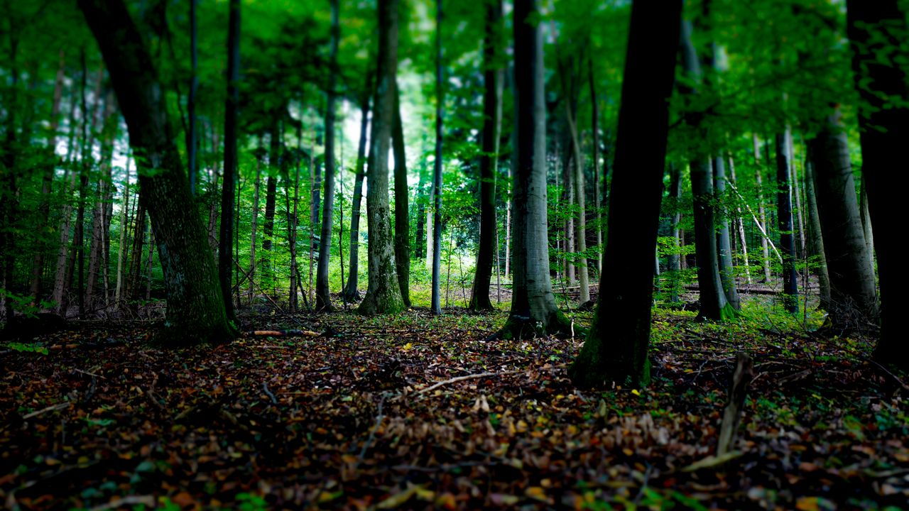 Wallpaper trees, fallen leaves, autumn, forest