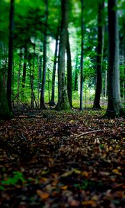 Preview wallpaper trees, fallen leaves, autumn, forest