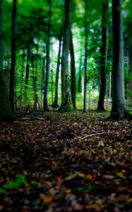 Preview wallpaper trees, fallen leaves, autumn, forest