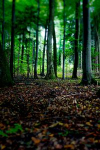 Preview wallpaper trees, fallen leaves, autumn, forest